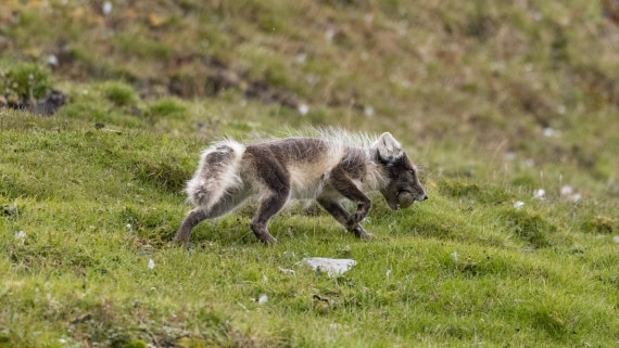 HDS06-24, Day 7, 4Q9A1337 © Katlyn Taylor - Oceanwide Expeditions.jpeg