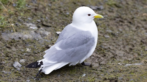 HDS06-24, Day 7, 4Q9A1438 © Katlyn Taylor - Oceanwide Expeditions.jpeg
