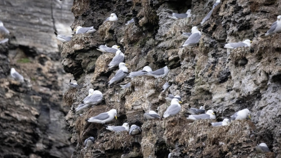 HDS06-24, Day 7, 4Q9A1469 © Katlyn Taylor - Oceanwide Expeditions.jpeg