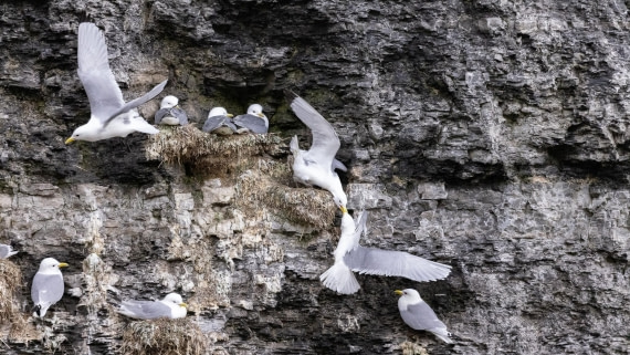 HDS06-24, Day 7, 4Q9A1494 © Katlyn Taylor - Oceanwide Expeditions.jpeg