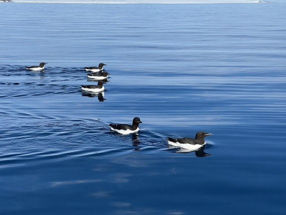 PLA06-24, Day 6, IMG_5076 © Unknown photographer - Oceanwide Expeditions.JPG