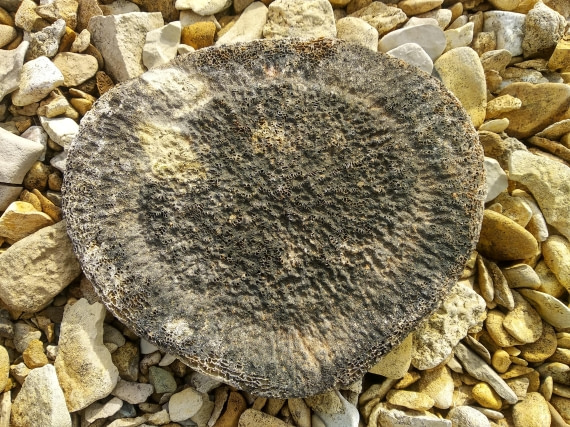 OTL06-24, Day 4,   IMG_20240713_173940 © Unknown photographer - Oceanwide Expeditions.jpg