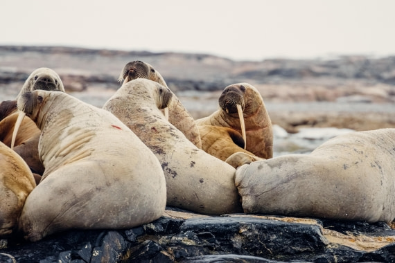 OTL06-24, Day 6,  2B5A1322 © Juan Martin Berenstein - Oceanwide Expeditions.jpg