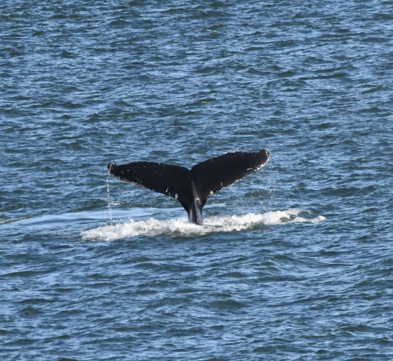 HDS07-24, Day 9, HB4 © Unknown photographer - Oceanwide Expeditions.JPG