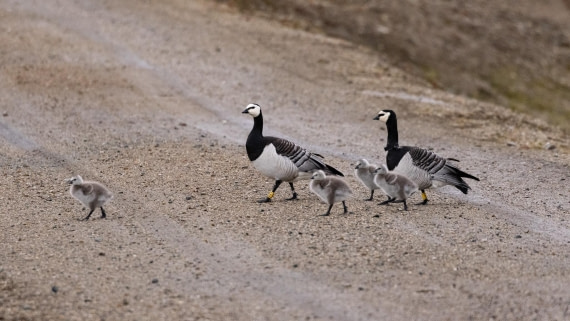 HDS07-24, Day 2, 4Q9A1974 © Katlyn Taylor - Oceanwide Expeditions.jpeg