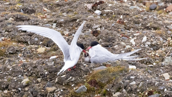 HDS07-24, Day 2, 4Q9A2121 © Katlyn Taylor - Oceanwide Expeditions.jpeg