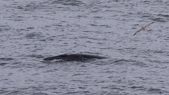 HDS07-24, Day 2, 4Q9A2169 © Katlyn Taylor - Oceanwide Expeditions.jpeg