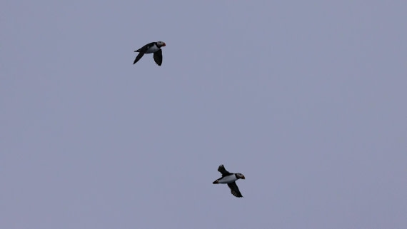 HDS07-24, Day 2, 4Q9A2292 © Katlyn Taylor - Oceanwide Expeditions.jpeg