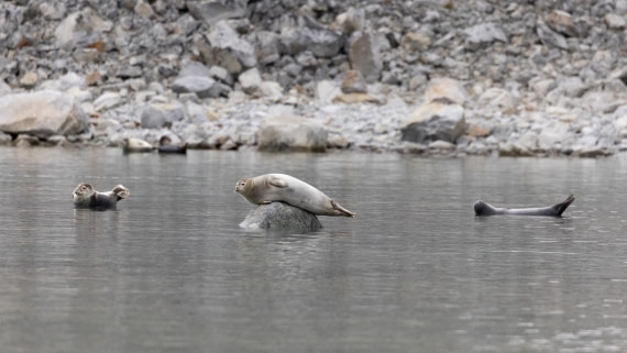 HDS07-24, Day 3, 4Q9A2357 © Katlyn Taylor - Oceanwide Expeditions.jpeg
