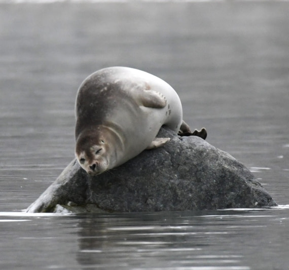 HDS07-24, Day 3, Harbour seal resting © Unknown photographer - Oceanwide Expeditions.JPG