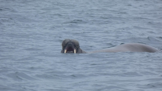 HDS07-24, Day 4, P1050637 © Renno Hokwerda - Oceanwide Expeditions.JPG