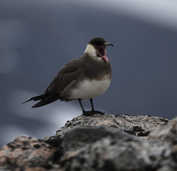 HDS07-24, Day 4, Skua yawning © Unknown photographer - Oceanwide Expeditions.JPG