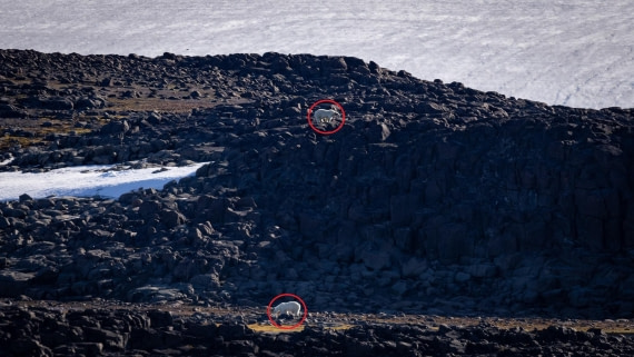 HDS07-24, Day 6, 4Q9A3126 © Katlyn Taylor - Oceanwide Expeditions.jpeg