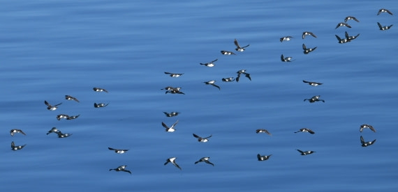 HDS07-24, Day 6, Brünnichs guillemots3 © Jens Binderup - Oceanwide Expeditions.JPG