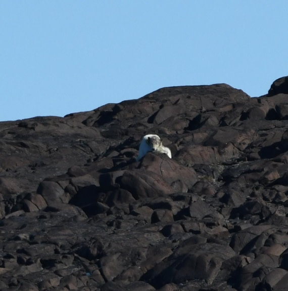 HDS07-24, Day 6, PB11 © Jens Binderup - Oceanwide Expeditions.JPG