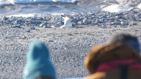 HDS07-24, Day 7, P1060549 sabine's gull! © Unknown photographer - Oceanwide Expeditions.JPG