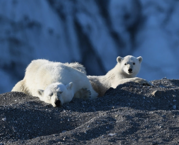 HDS07-24, Day 7, PB and cub21 © Unknown photographer - Oceanwide Expeditions.JPG