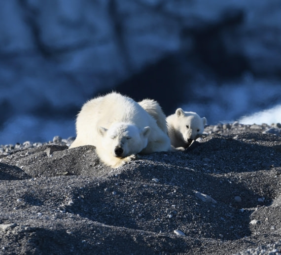 HDS07-24, Day 7, PB and cub24 © Unknown photographer - Oceanwide Expeditions.JPG
