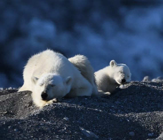 HDS07-24, Day 7, PB and cub25 © Unknown photographer - Oceanwide Expeditions.JPG
