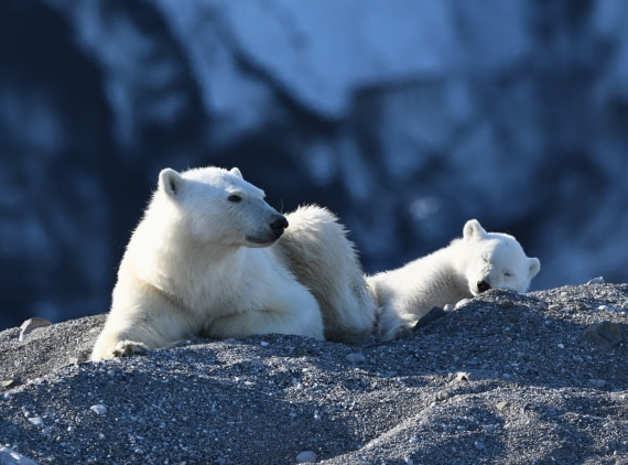 HDS07-24, Day 7, PB and cub27 © Unknown photographer - Oceanwide Expeditions.JPG