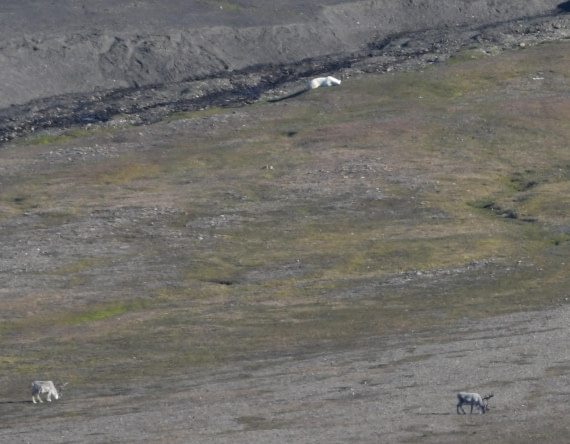 HDS07-24, Day 7, PB and reindeer © Unknown photographer - Oceanwide Expeditions.JPG