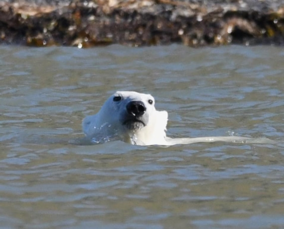 HDS07-24, Day 7, PB swimming © Unknown photographer - Oceanwide Expeditions.JPG