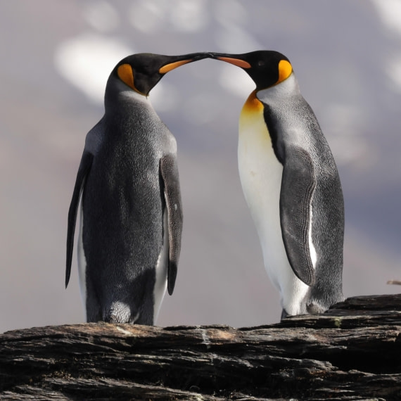Kissing penguins