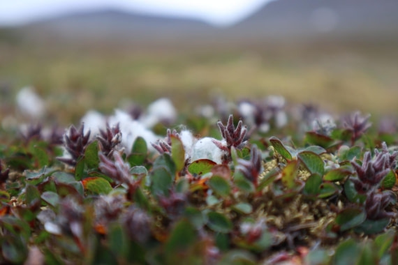 HDS08-24, IMG_3739 © Daan Vreugdenhil - Oceanwide Expeditions.JPG