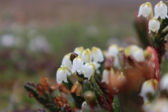 HDS08-24, IMG_3747 © Daan Vreugdenhil - Oceanwide Expeditions.JPG