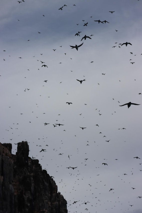 HDS08-24, IMG_3857 © Daan Vreugdenhil - Oceanwide Expeditions.JPG