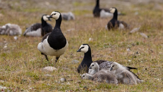 HDS08-24, Day 1, 4Q9A4061 © Katlyn Taylor - Oceanwide Expeditions.jpeg