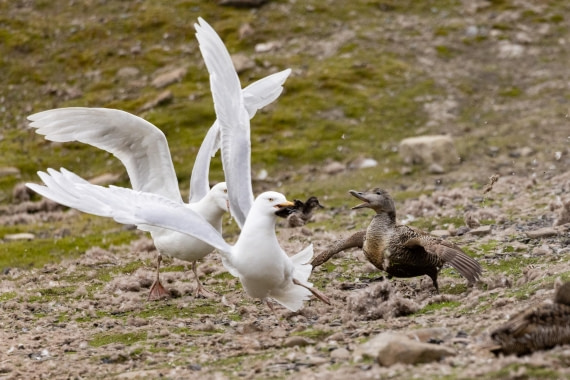 HDS08-24, Day 1, 4Q9A4148 © Katlyn Taylor - Oceanwide Expeditions.jpeg