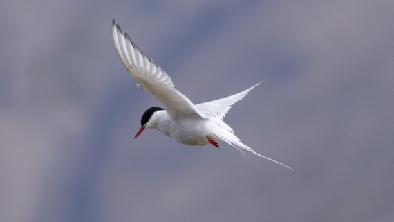 HDS08-24, Day 1, 4Q9A4204 © Katlyn Taylor - Oceanwide Expeditions.jpeg