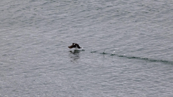HDS08-24, Day 2, 4Q9A4269 © Katlyn Taylor - Oceanwide Expeditions.jpeg
