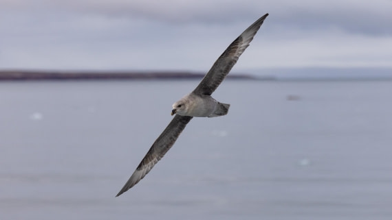 HDS08-24, Day 2, 4Q9A4322 © Katlyn Taylor - Oceanwide Expeditions.jpeg
