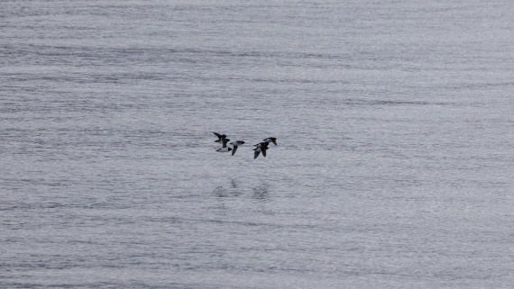 HDS08-24, Day 2, 4Q9A4350 © Katlyn Taylor - Oceanwide Expeditions.jpeg