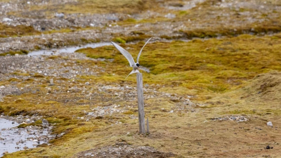 HDS08-24, Day 2, 4Q9A4391 © Katlyn Taylor - Oceanwide Expeditions.jpeg