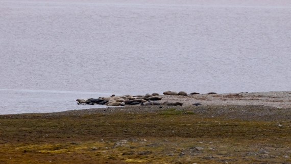 HDS08-24, Day 2, 4Q9A4407 © Katlyn Taylor - Oceanwide Expeditions.jpeg