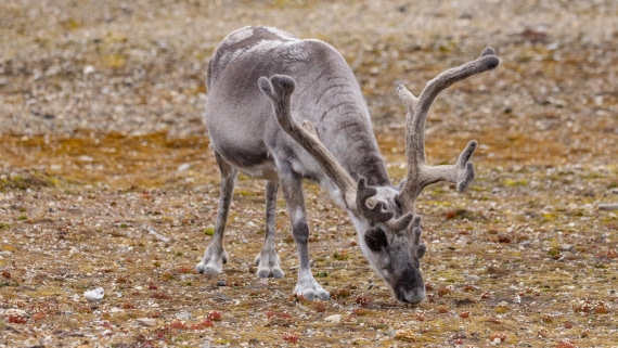 HDS08-24, Day 2, 4Q9A4499 © Katlyn Taylor - Oceanwide Expeditions.jpeg