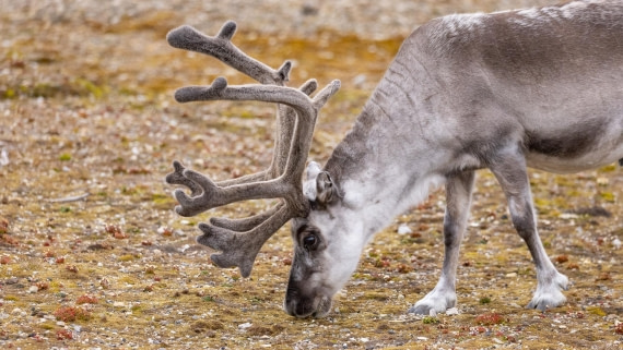 HDS08-24, Day 2, 4Q9A4508 © Katlyn Taylor - Oceanwide Expeditions.jpeg