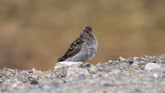 HDS08-24, Day 2, 4Q9A4572 © Katlyn Taylor - Oceanwide Expeditions.jpeg