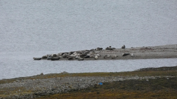 HDS08-24, Day 2, P1070100 © Unknown photographer - Oceanwide Expeditions.JPG