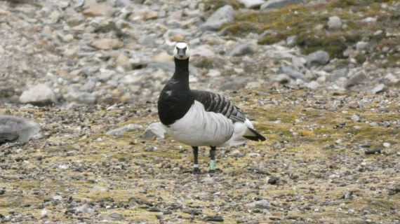 HDS08-24, Day 2, P1070108 © Unknown photographer - Oceanwide Expeditions.JPG