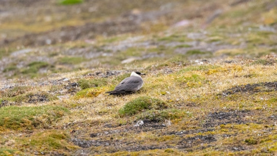 HDS08-24, Day 3, 4Q9A4580 © Katlyn Taylor - Oceanwide Expeditions.jpeg