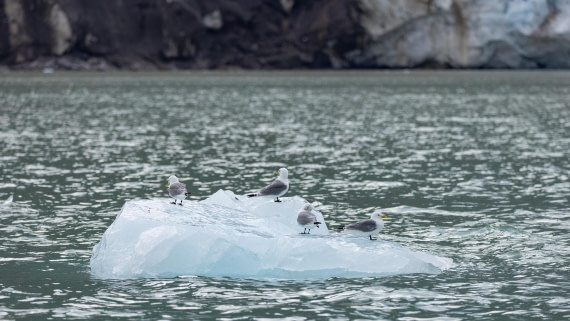 HDS08-24, Day 3, 4Q9A4586 © Katlyn Taylor - Oceanwide Expeditions.jpeg