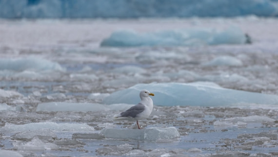 HDS08-24, Day 3, 4Q9A4640 © Katlyn Taylor - Oceanwide Expeditions.jpeg