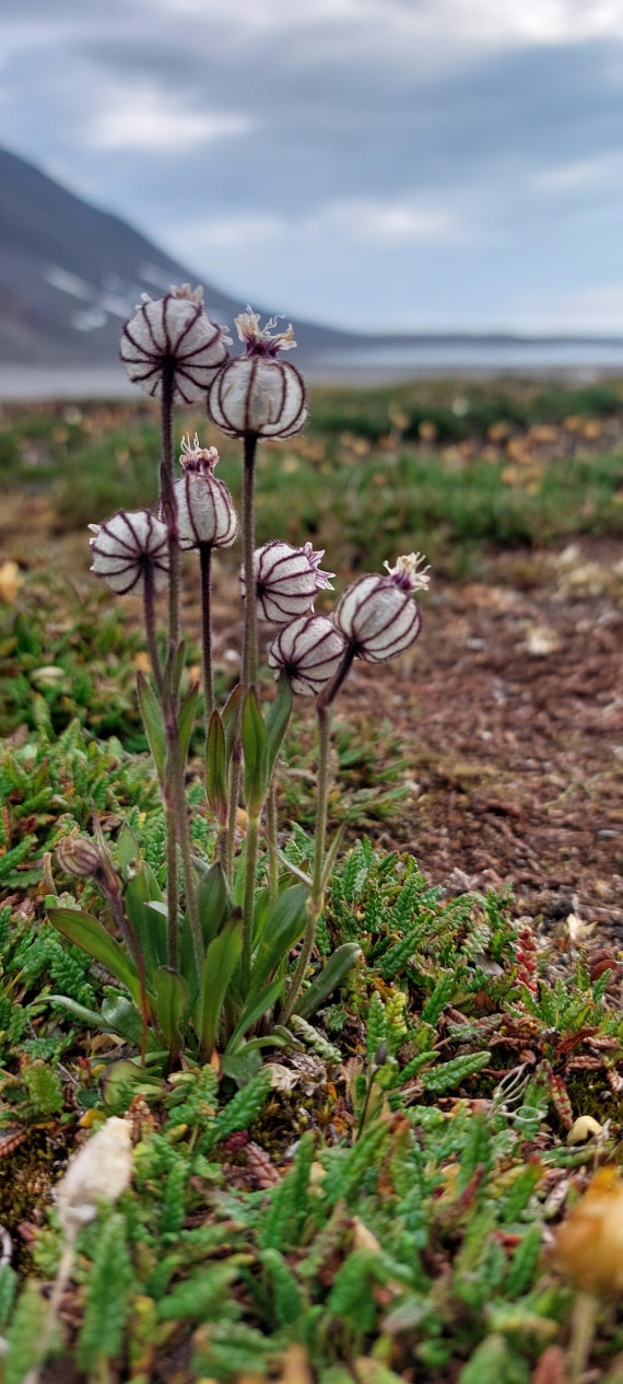 HDS08-24, Day 3, 20240723_075048 © Unknown photographer - Oceanwide Expeditions.jpg
