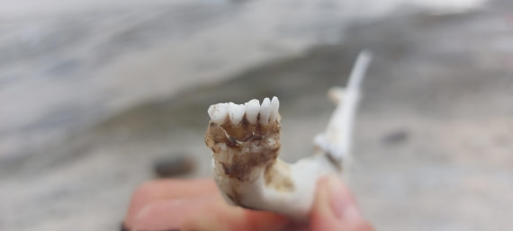 HDS08-24, Day 3, 20240723_112928 © Unknown photographer - Oceanwide Expeditions.jpg