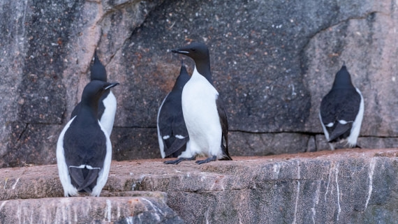 HDS08-24, Day 5, 4Q9A4702 © Katlyn Taylor - Oceanwide Expeditions.jpeg
