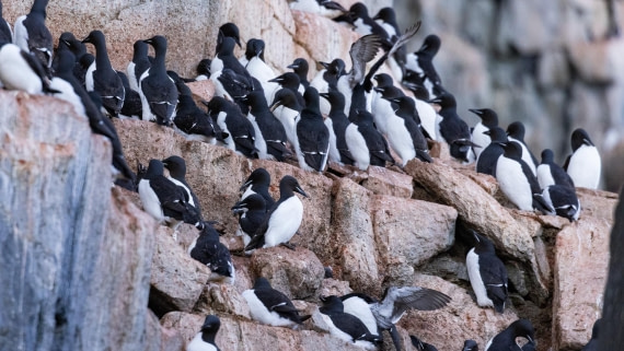 HDS08-24, Day 5, 4Q9A4760 © Katlyn Taylor - Oceanwide Expeditions.jpeg